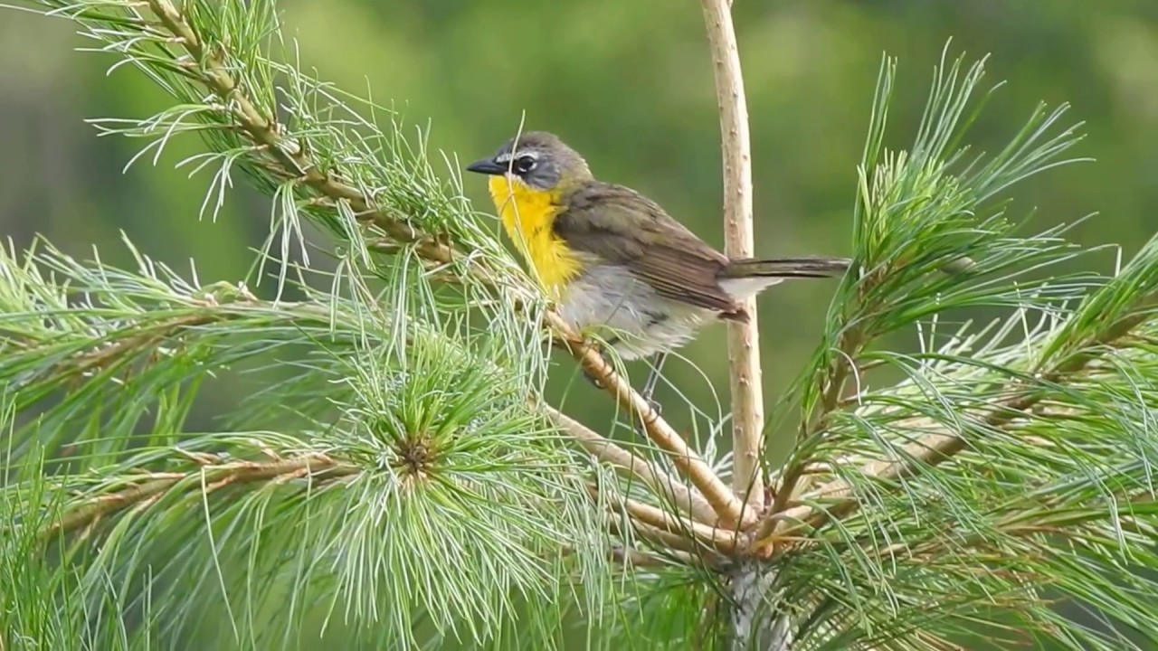 Yellow-breasted Chat singing 