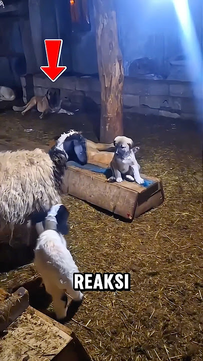 Domba ini dimarahi oleh anjing penjaga karena ini #shorts