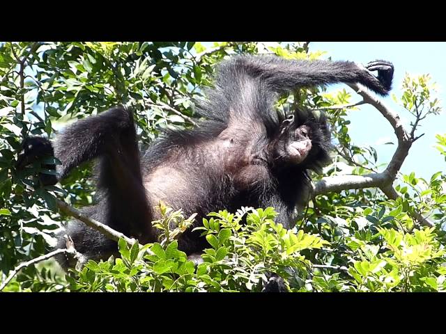 Macaco-aranha (Ateles belzebuth) - Ambientebrasil - Ambientes