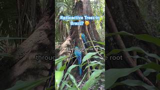 This Amazon Tree Is Radioactive?! What Brazil Nuts Teach Us About Radiation #cop30 #brazil #nuclear
Website: https://www.generationatomic.org
Facebook: https://www.facebook.com/generationatomic?_rdc=2&_rdr
Twitter:https://twitter.com/Gen_Atomic
Instagram: https://www.instagram.com/generationatomic/
TikTok: @generationatomic
Donate: https://www.generationatomic.org/donate/
Want to get in touch? Email us: gena@generationatomic.org This Amazon Tree Is Radioactive?! What Brazil Nuts Teach Us About Radiation #cop30 #brazil #nuclear