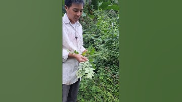 Sự thật về Cây phèn đen #vungcao285 #thorung #comedy