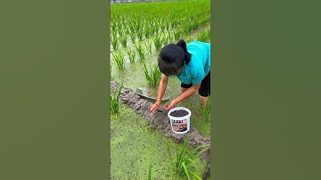 Why do Chinese farmers put fish in their crops? #shortsfeed #viralvideo