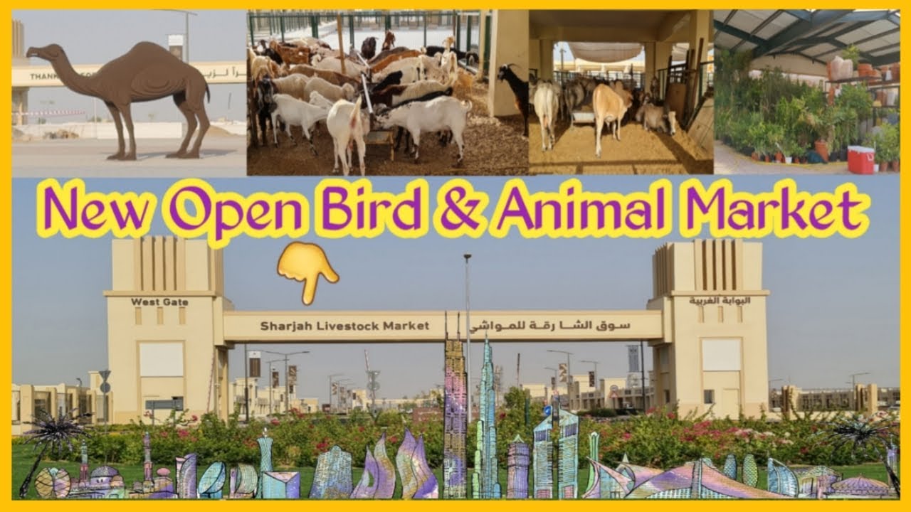 NEW LIVESTOCK MARKET IN SHARJAH BIGGEST BIRD ANIMAL MARKET IN SHARJAH
