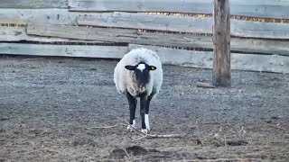 Шерсть  продукт стратегический, а овца на вес золота.