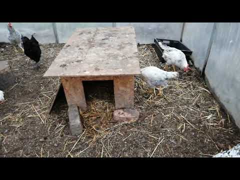 Видео: Что следует знать, прежде чем заводить цыплят на подворье