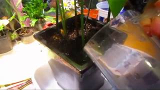 Planting An Indoor Avocado Grove - Wisconsin Garden Video Blog 470