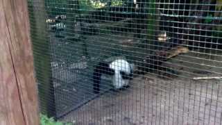Lemur attack
