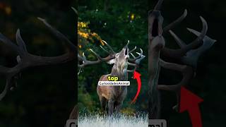 3 GRITOS ASSUSTADORES 😱  #curiosidades #animais #natureza #shorts