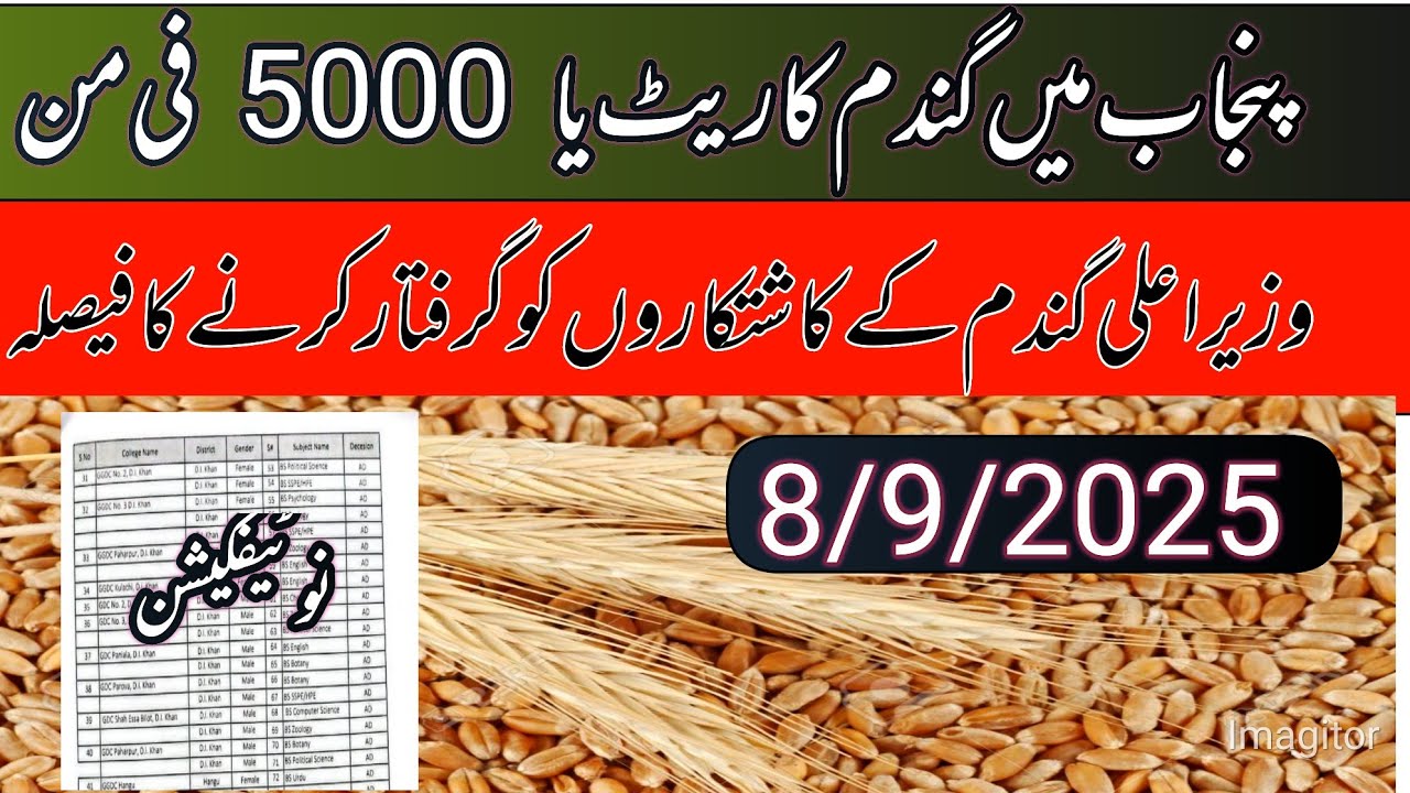 Wheat final support price today/wheat price in Punjab pakistan 2025 ...