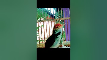 masteran prenjak lumut gacor#prenjaklumutgacor #prenjakgunung #prenjakmerah #shorts