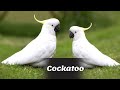 Cockatoos - Types