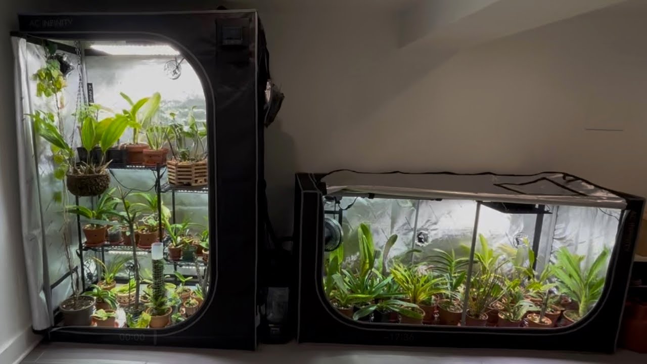 AC Infinity Tents for Growing Orchids