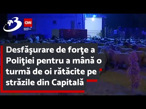 Desfăşurare de forţe a Poliţiei pentru a mână o turmă de oi rătăcite pe străzile din Capitală