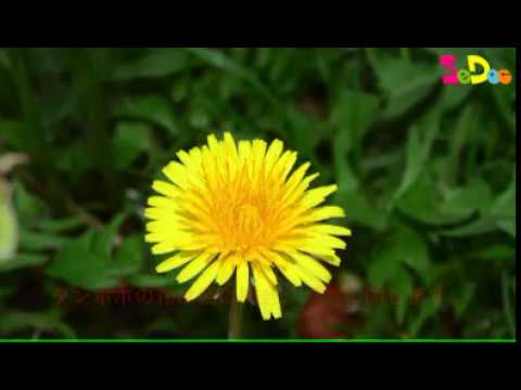 動画 タンポポ タンポポの花のつくりを中学生向けに解説！