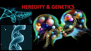 Basic principles of HEREDITY and GENETICS described by Psychology Professor Bruce Hinrichs