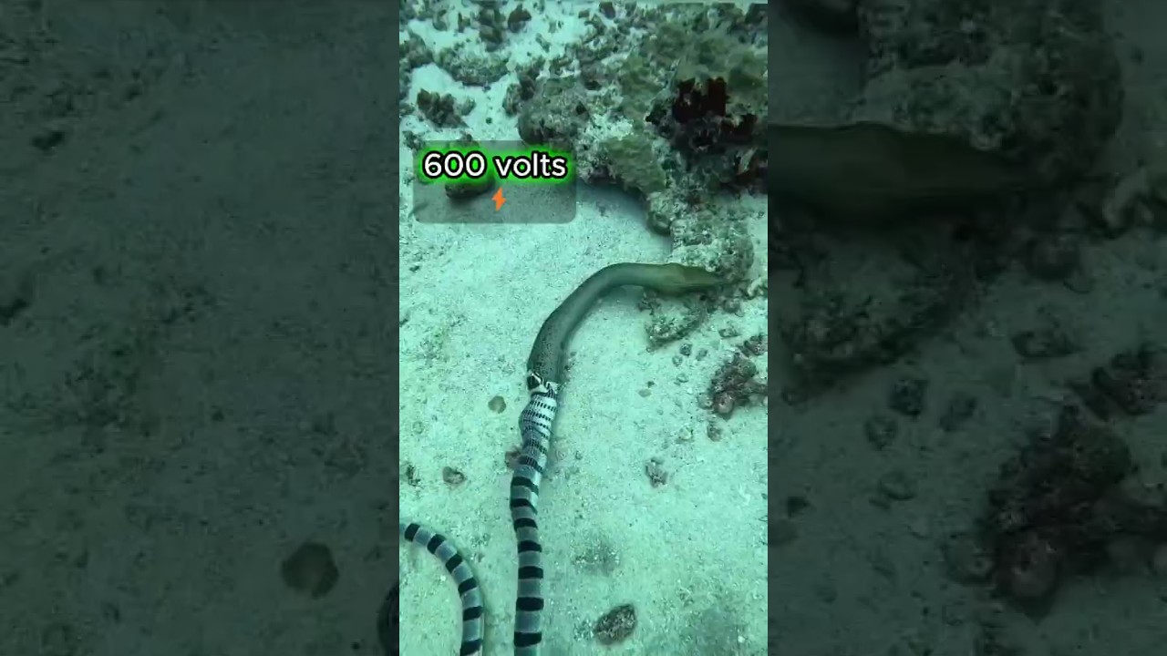 Water Snake vs Electric Eel: What Happens Will Shock You