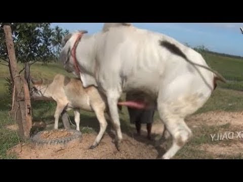 Vidéo: Différence Entre La Vache Et Le Taureau