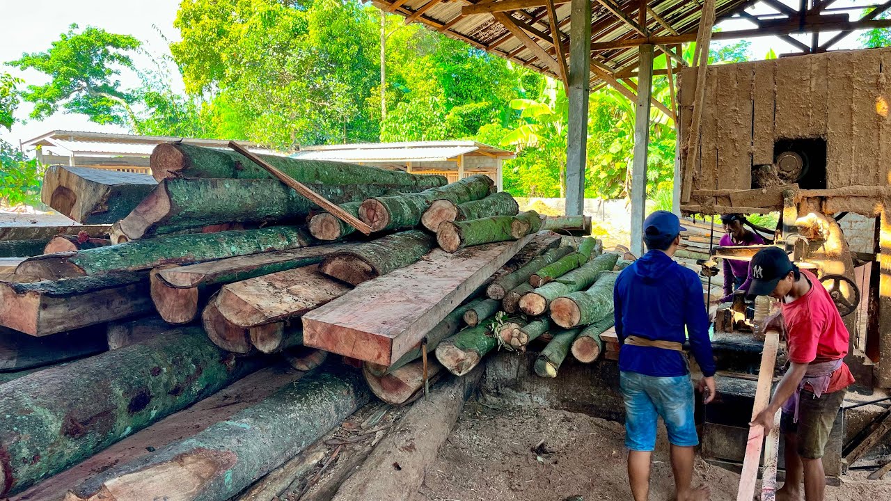 Getting Crazier! See the Fastest Technique a Sawmill Operator Uses to Process 2 Bayur Logs