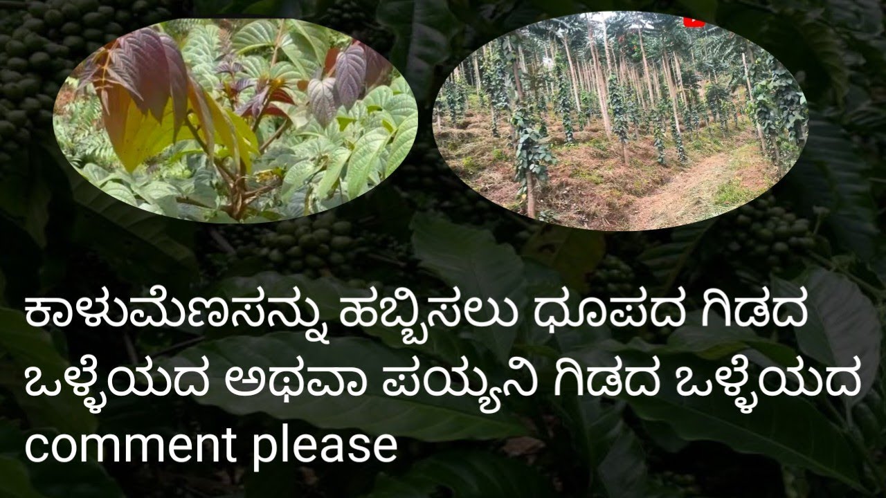 ಕಾಳುಮೆಣಸನ್ನು ಹಬ್ಬಿಸಲು ಧೂಪದ ಗಿಡದ ಒಳ್ಳೆಯದ ಅಥವಾ ಪಯ್ಯನಿ ಗಿಡದ ಒಳ್ಳೆಯದ #viral #nature #agriculture #pepper