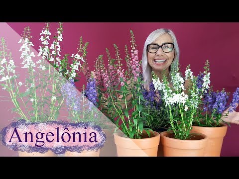 Vídeo: Quando devo cortar a angelonia?