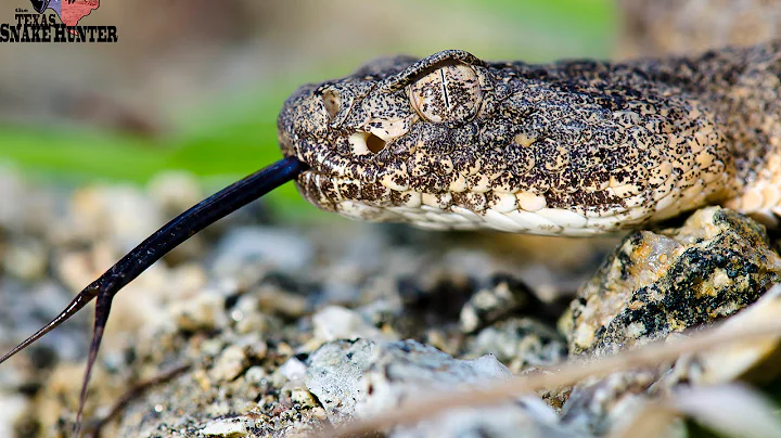 Tiger Rattlesnake - The Most Venomous Rattlesnake