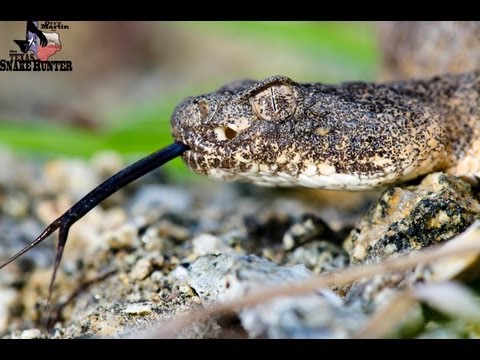 Tiger Rattlesnake - The Most Venomous Rattlesnake