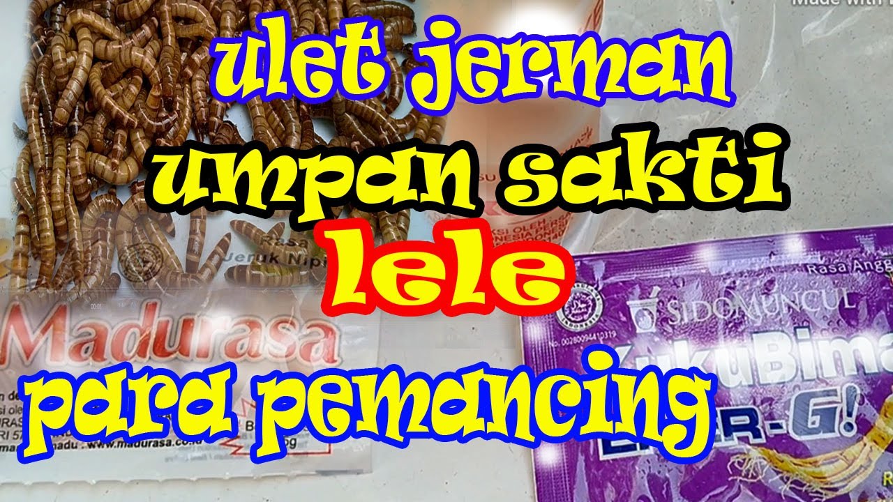 Umpan LELE HARIAN SAKTI  Ulat Jerman