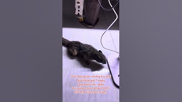 Sóc Bông bị Liệt nuôi dạng , tàn ko phế - Trương Tuấn Sóc Cảnh