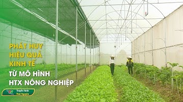 Phát huy hiệu quả kinh tế từ mô hình HTX nông nghiệp | Thái Nguyên TV