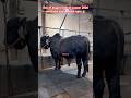 One of biggest bull of season 2026 sold from abdul malek agro #bigfarmstory #bigbull #cowseller