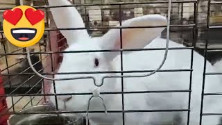 Meet My Tamuk Rabbits