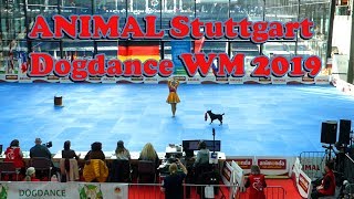 Dogdance WM 2019 & ANIMAL Stuttgart || mit BorderCollieNiwa by JJ Trickdogjunkies 5,047 views 4 years ago 6 minutes, 41 seconds