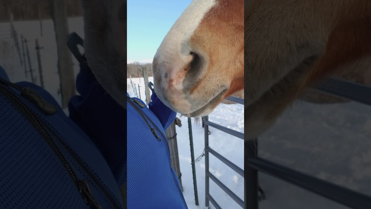Horses like zippers YouTube