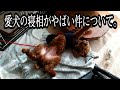 【審議】愛犬の寝相がやばい件について。