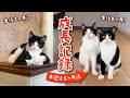 【成長記録】保護猫のハチワレ兄弟と運命の出会い〜お迎えして６ヶ月でこんなに大きく…！