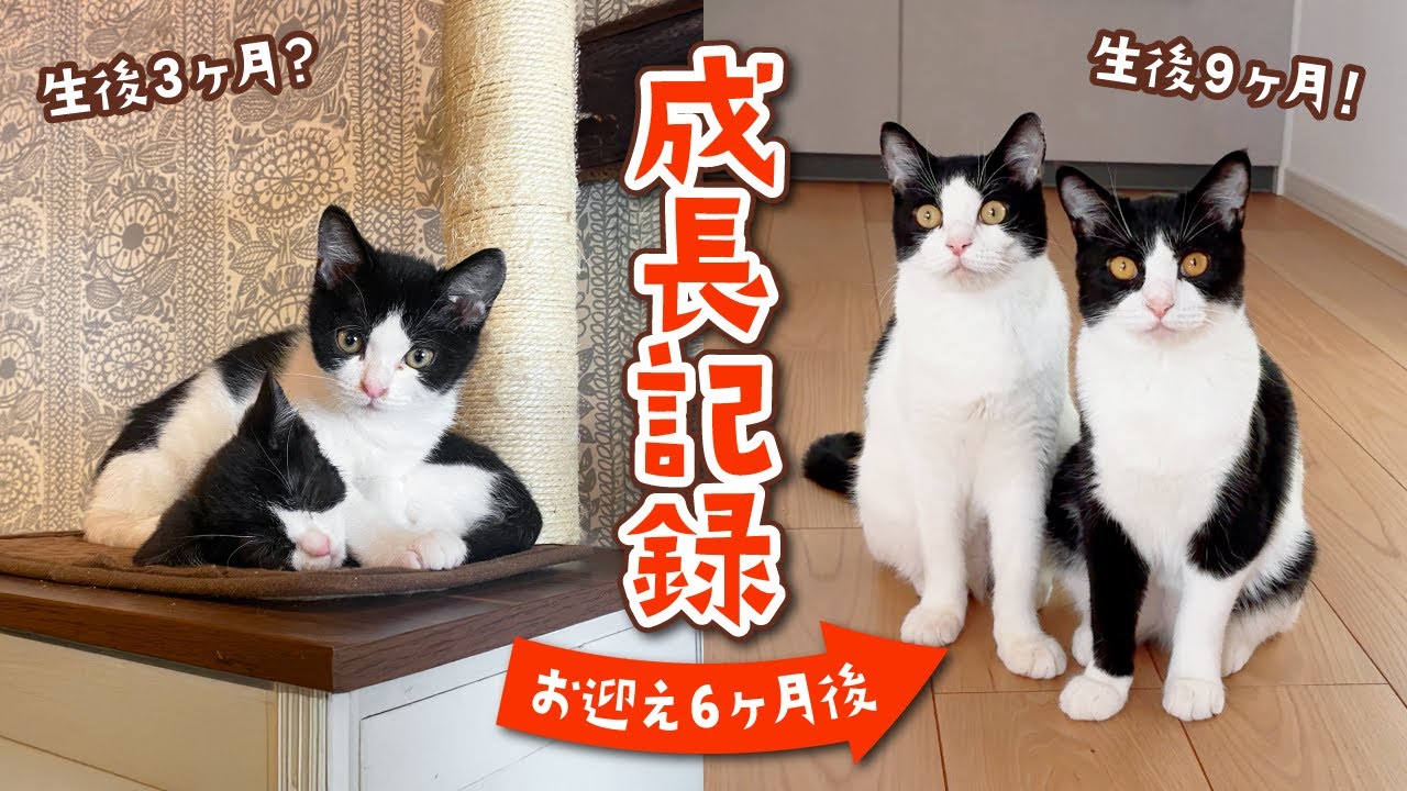 【成長記録】保護猫のハチワレ兄弟と運命の出会い〜お迎えして６ヶ月でこんなに大きく…！