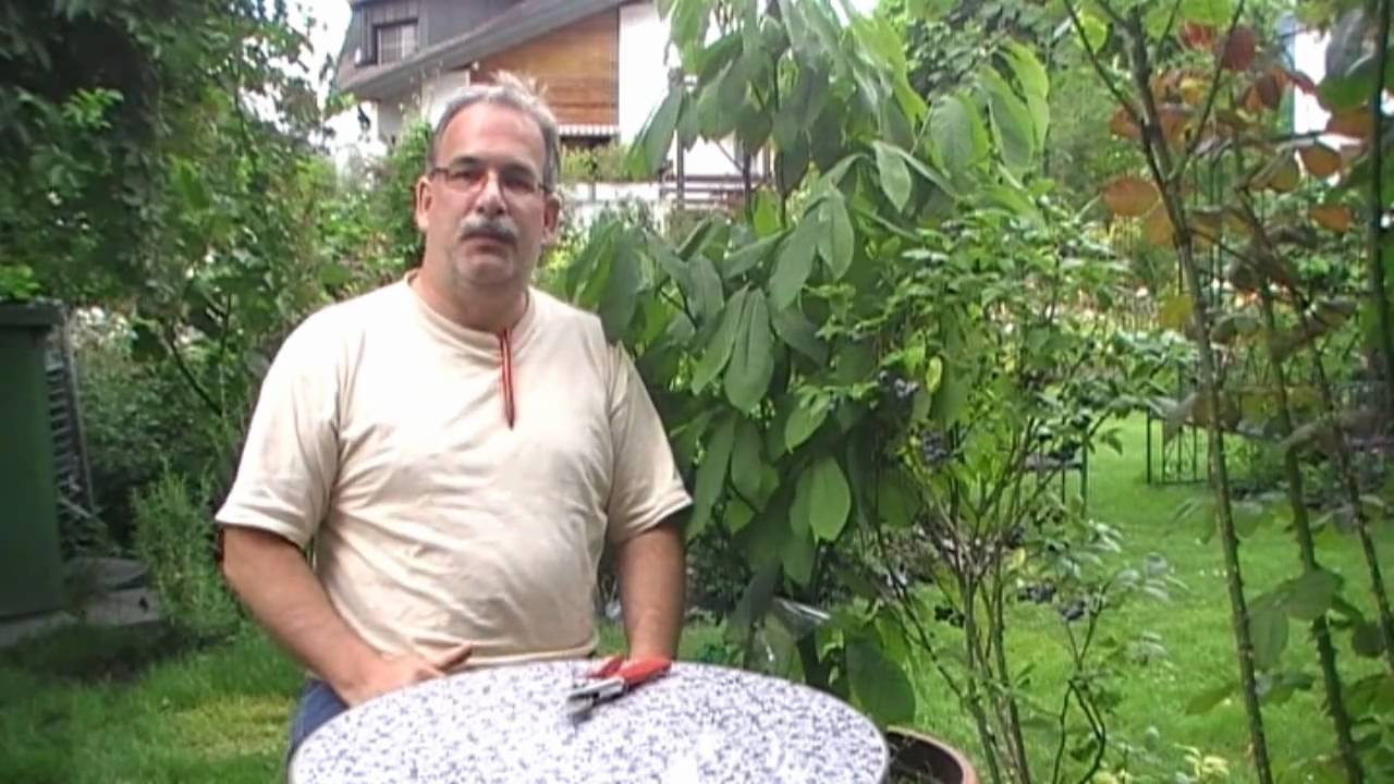 Die Befruchtung Bei Den Heidelbeeren Und Weitere Heidelbeertipps