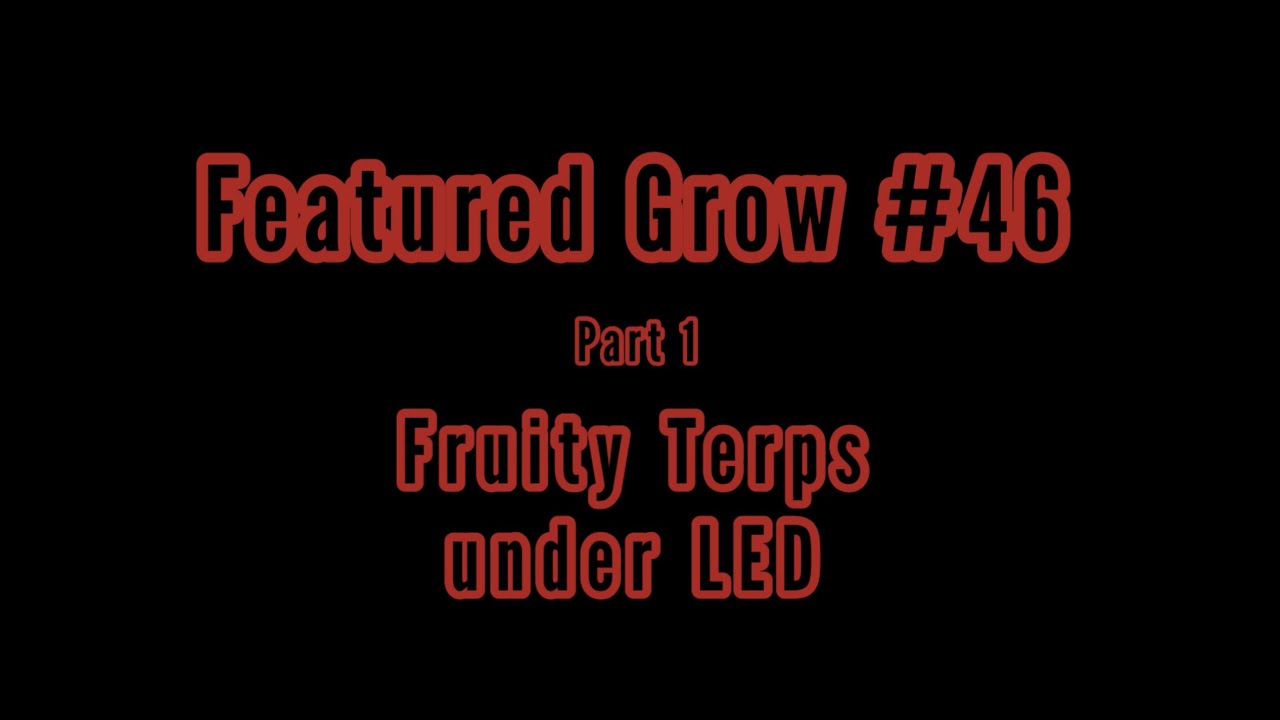 FEATURED GROW #46: FRUITY TERPS under LED - Part 1 - VEG.
