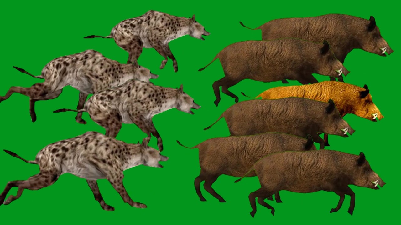 Hyenas Hunting Attack in Boars  and Horse   Animals  HD Green Screen Blue Screen Black Screen Animal