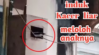 Download Lagu Induk Burung Kacer Liar Memberi Makan Anaknya. MP3