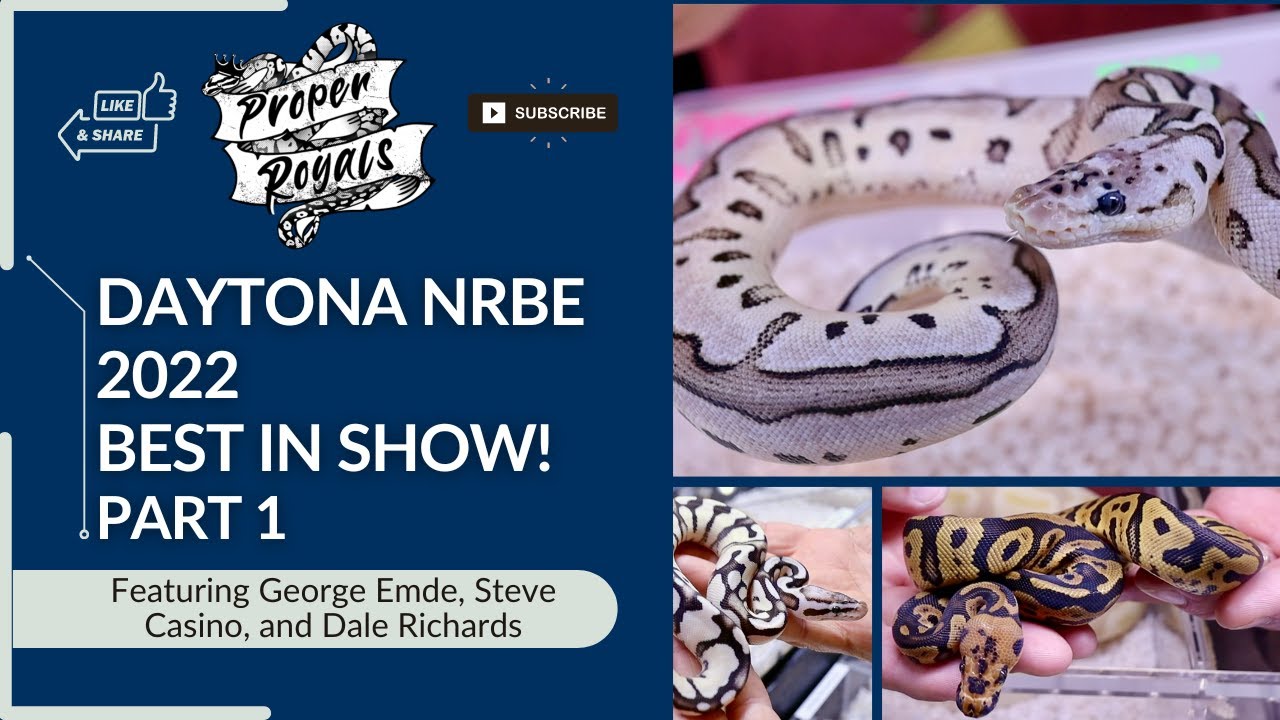 Daytona Best in Show - BALL PYTHONS - NRBE 2022 - Part 1 - YouTube