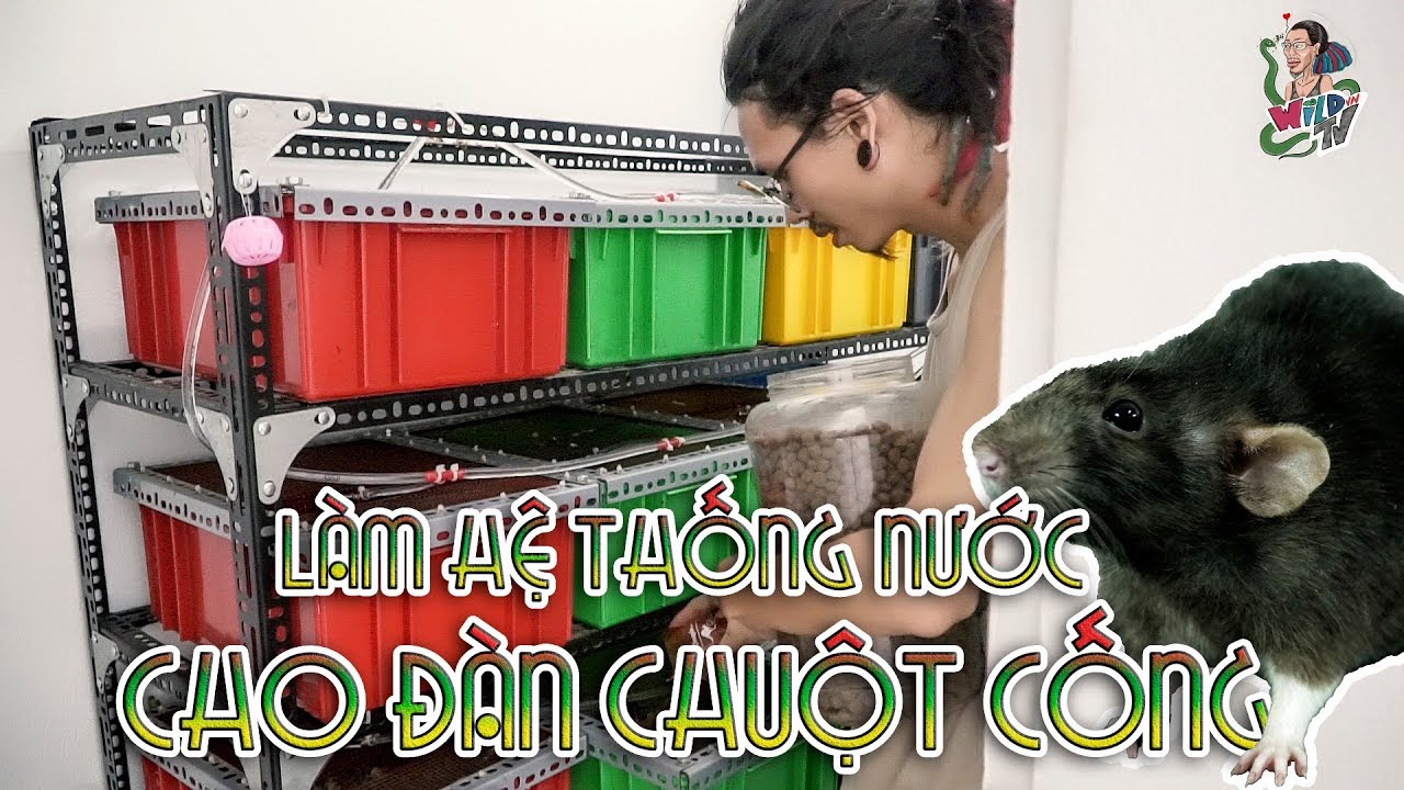 petco hours Làm hệ thống nước mới cho đàn CHUỘT CỐNG | WILDVN TV