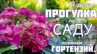 видео: Обзор сада 10 июня. Цветение ГОРТЕНЗИЙ новинок. Советы по уходу и выращиванию . картинка: Обзор сада 10 июня. Цветение ГОРТЕНЗИЙ новинок. Советы по уходу и выращиванию .