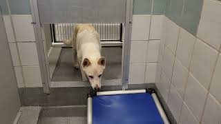 acs A667369