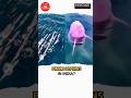 Where to spot pink dolphins in India? | Indulge