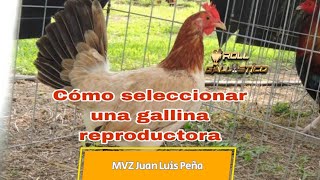 tips para  seleccionar una reproductora de calidad.  MVZ Juan Luis Peña //  Rancho Las Trojes//