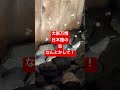 虫！何とかして！コンパニオンさん困ってる！日本館　#大阪関西万博 #大阪万博2025 #虫
