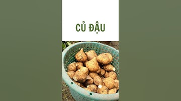 Củ đậu Lợi ích sức khỏe và lưu ý quan trọng