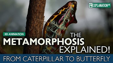 The Metamorphosis Explained - From Caterpillar to Butterfly 🦋
