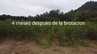 Castaño injertado 2° parte